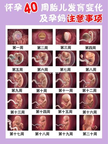 胎第三代代孕宝宝多少周可以存活